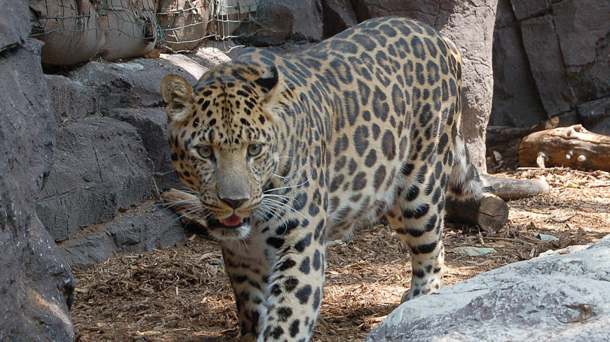 Жители России выберут имя для самки дальневосточного леопарда