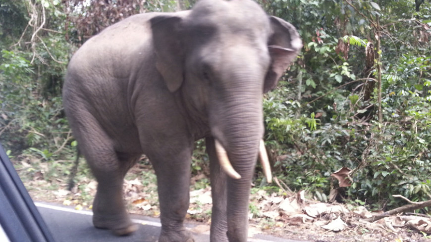 Фото:  &quot;«Мир24»&quot;:http://mir24.tv/, животные, тай, таиланд, слон