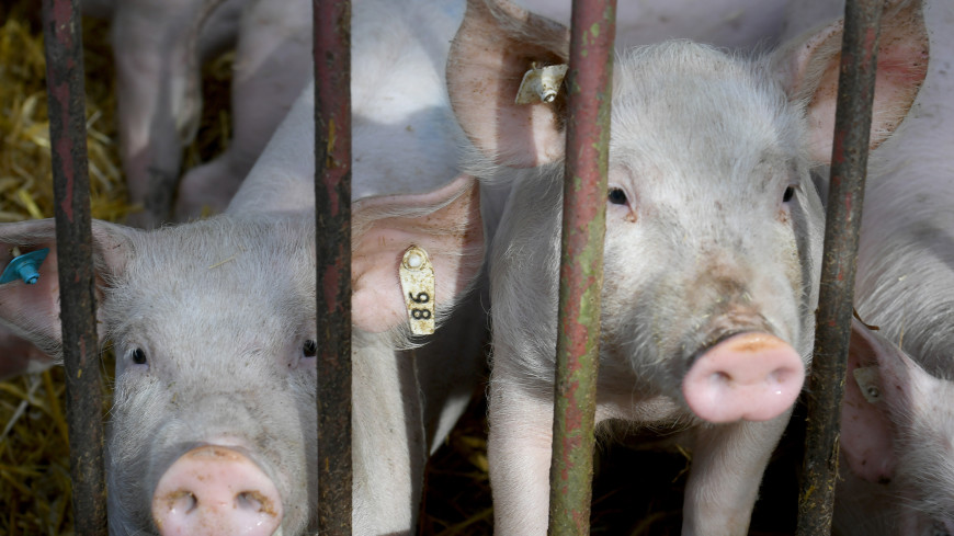 Новый штамм: могут ли свиньи заразить людей коронавирусом, вызывающим диарею?