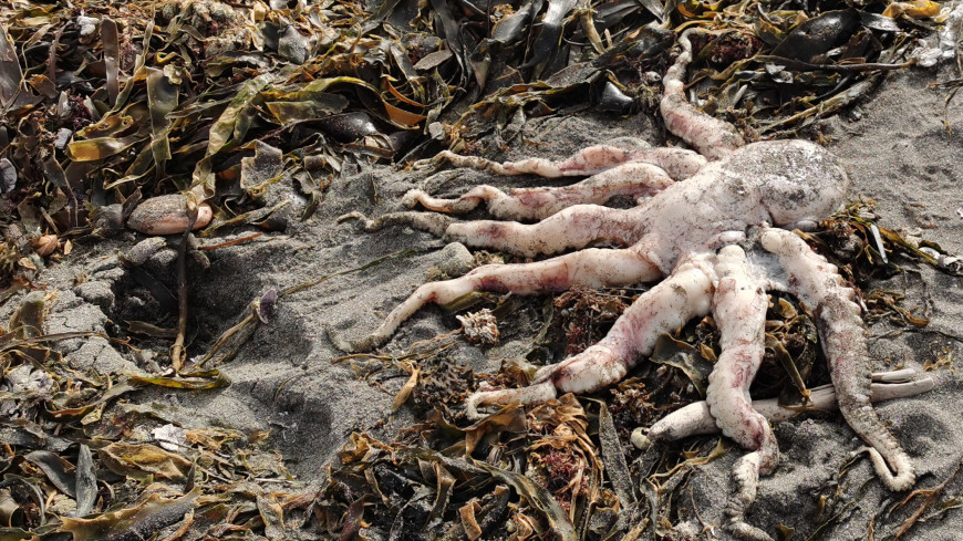 Экологическая катастрофа: на Камчатке исследуют место гибели морских животных