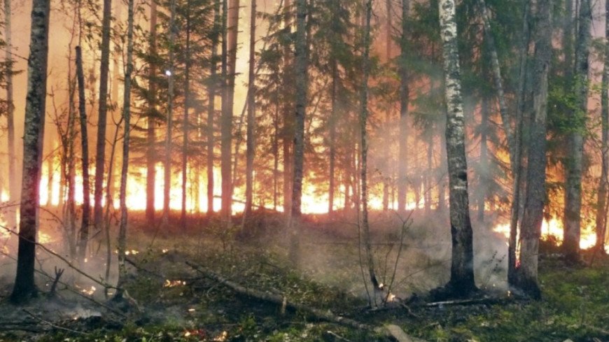Фото: &quot;пресс-служба МЧС России&quot;:http://www.mchs.gov.ru/ _(автор не указан)_, лесной пожар