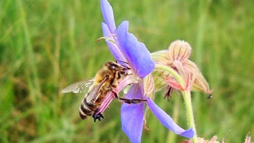 © Фото: &quot;Мария Попова, «Мир 24»&quot;:http://mir24.tv/, цветок, пчела