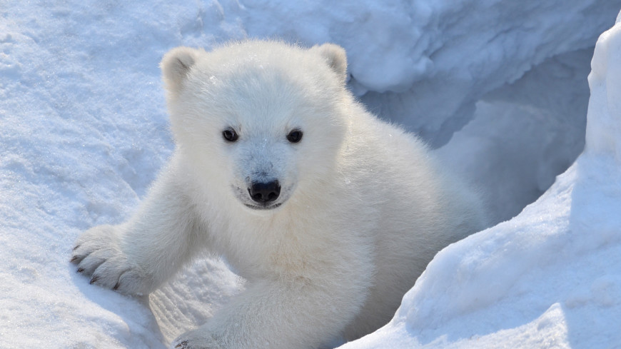 В Московском зоопарке приютили спасенного белого медвежонка