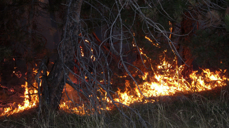 Фото: Елизавета Шагалова, &quot;«МИР 24»&quot;:http://mir24.tv/, лесной пожар, лесные пожары