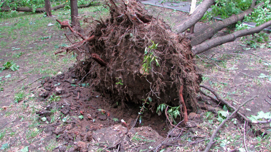 Фото: Марина Дыкун (МТРК «Мир») &quot;«Мир 24»&quot;:http://mir24.tv/, гроза, упало дерево, дерево, ураган, шторм, ветер, машина, ливень, дождь