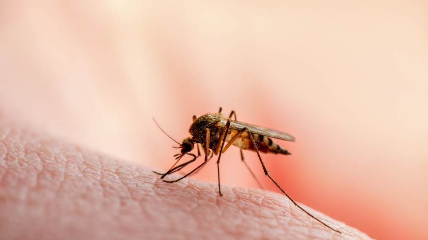 Хватит тут пищать: эффективный и быстрый метод борьбы с комарами