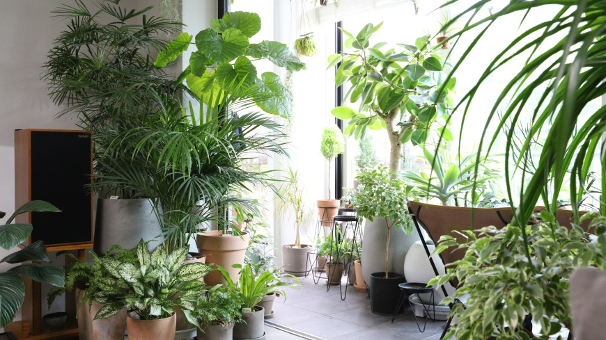 Растения, которые очистят воздух в квартире: совет агронома Тимирязевской  академии