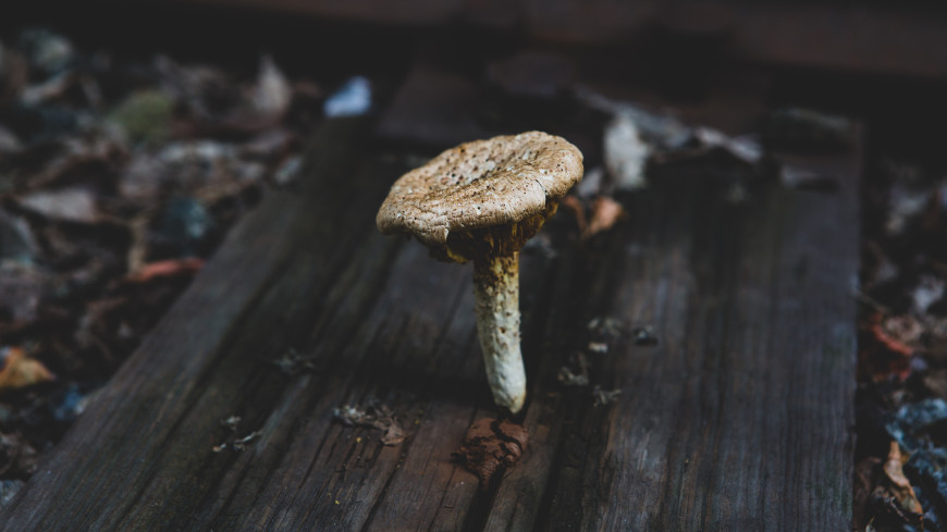 Сезон «шпаловиков»: новосибирцы делятся в соцсетях снимками растущих повсюду грибов