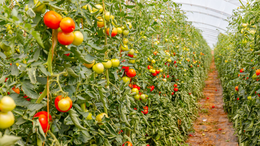 Не только полив: как ухаживать за томатами в августе