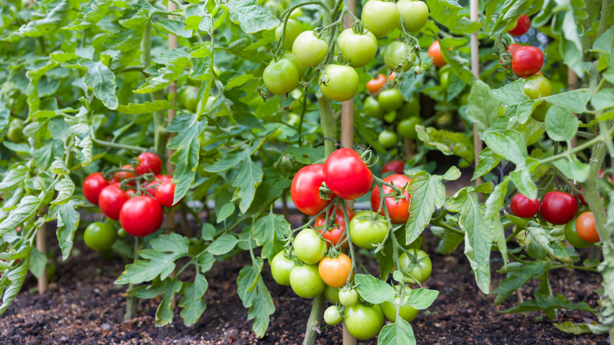 Калий и зола: как собрать хороший урожай томатов