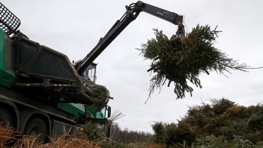 Елочный круговорот: как используют в России переработанные новогодние деревья
