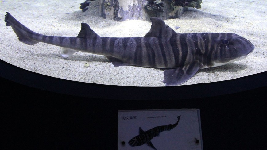 Малек зебровидной бычьей акулы родился в Приморском океанариуме (ВИДЕО)