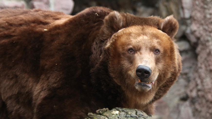 В Московском зоопарке в зимнюю спячку впали медведь Аладдин и медведица Роза