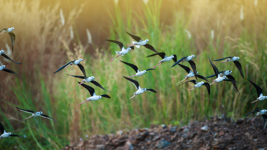 Немецкие ученые выяснили, что защищает перелетных птиц от перегрева