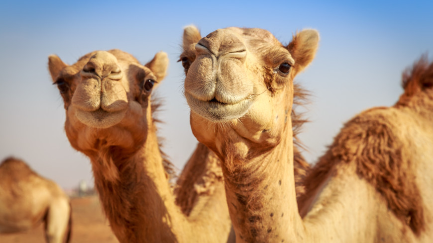 В Саудовской Аравии 40 верблюдов сняли с конкурса красоты из-за ботокса
