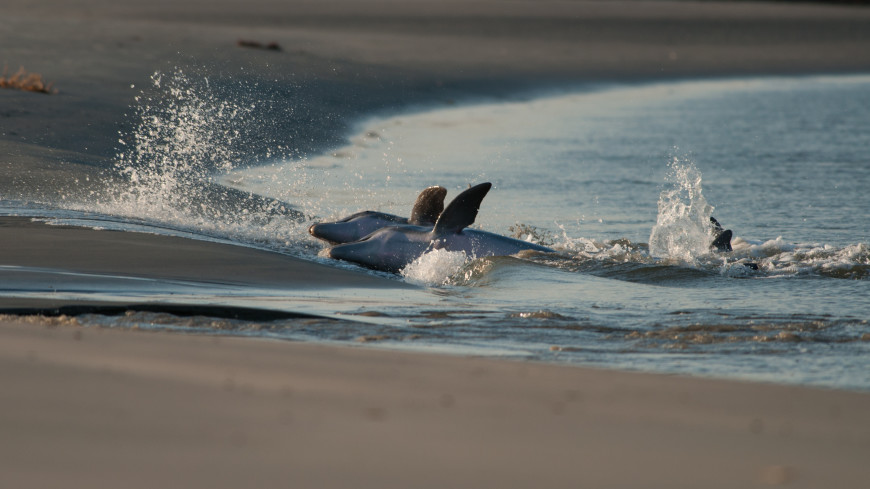 Десятки выброшенных на мель черных дельфинов погибли в Новой Зеландии