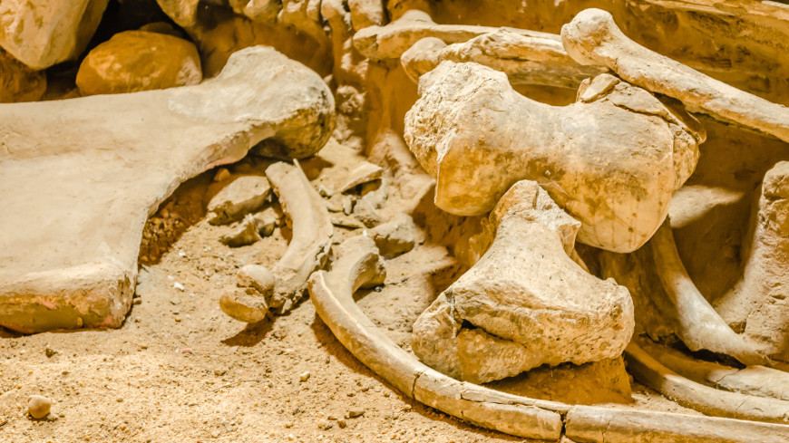 Уникальная находка: под Астраханью обнаружили хорошо сохранившийся скелет мамонта