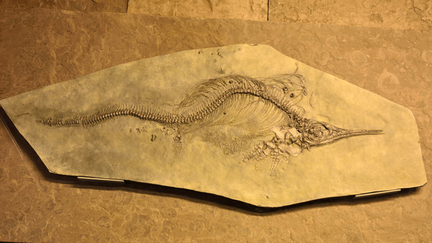 В Колумбии нашли окаменелости зубастого ихтиозавра