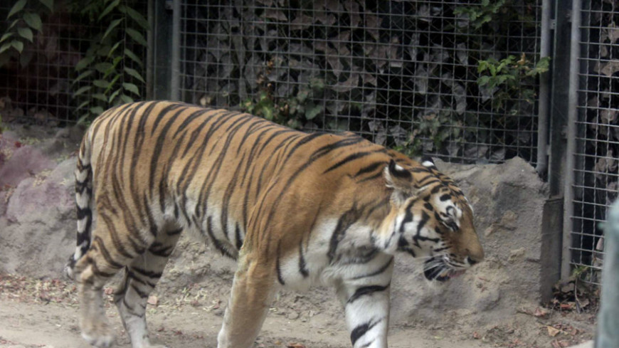 © Фото: &quot;Александр Попов, «МИР 24»&quot;:http://mir24.tv/, тигры, зоопарк, тигр