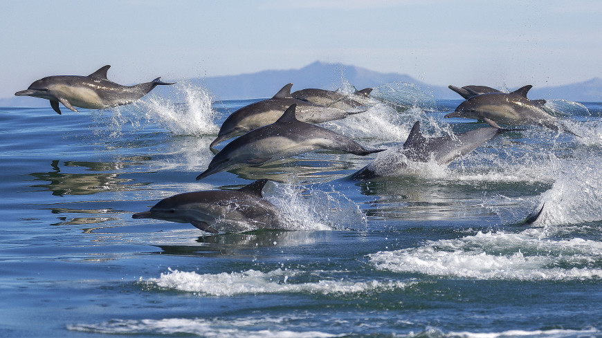 Плавание в стае защитило рыб от нападений дельфинов