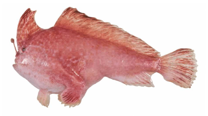 Редкую «ходячую» розовую рыбу заметили у берегов Тасмании (ВИДЕО)