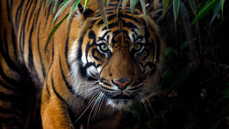 Поющий тигр: хищник из Барнаульского зоопарка стал звездой Сети