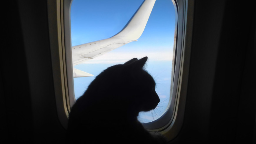 Вылетевший из Судана самолет вернулся обратно из-за проникшего в кабину пилотов кота