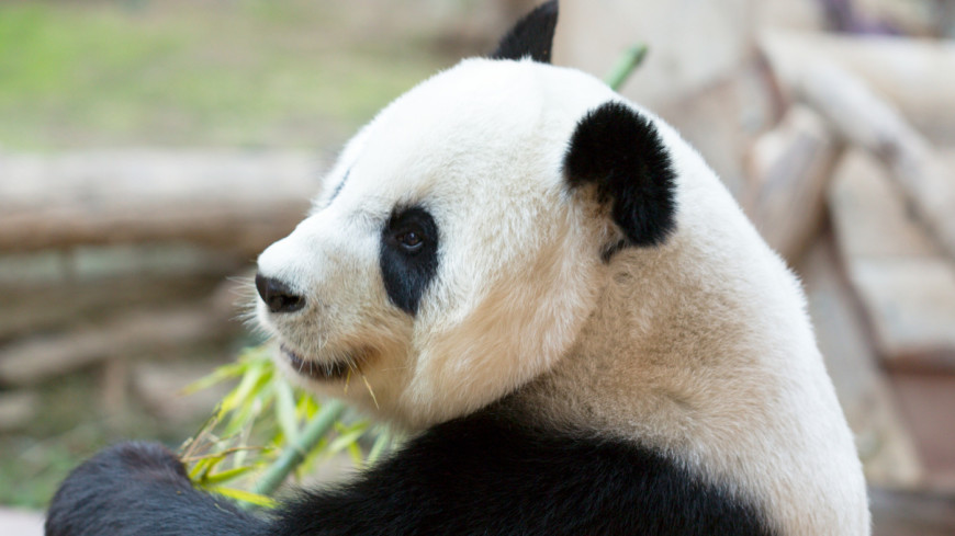 панда, животные, млекопитающие, красная книга, медведь, китай, зоопарк, фауна, 