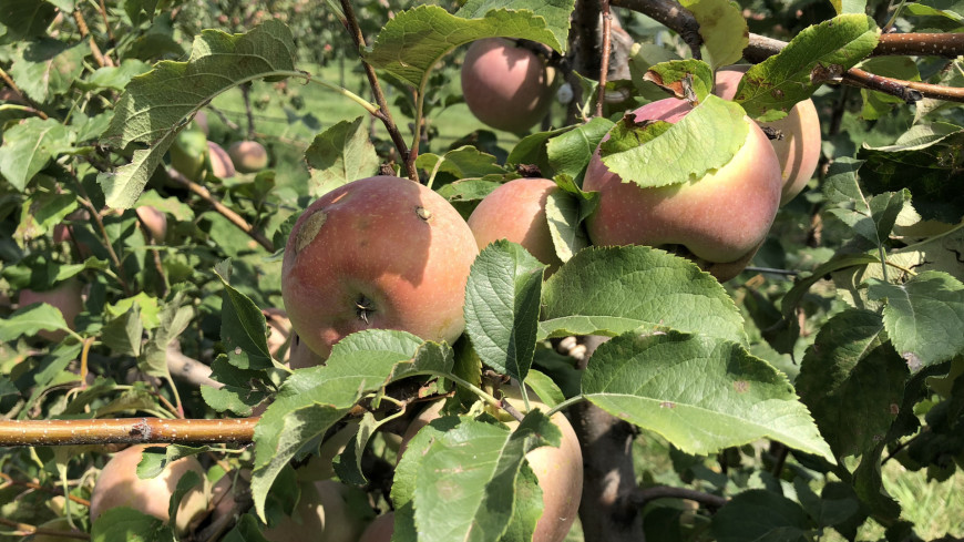 Яблоневый сад в Грузии