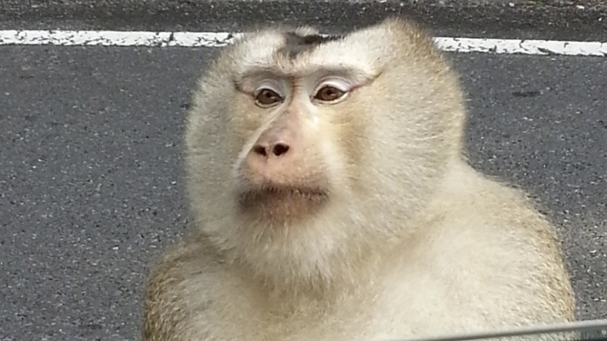 Фото: &quot;«Мир 24»&quot;:http://mir24.tv/, животные, тай, таиланд, обезьяна