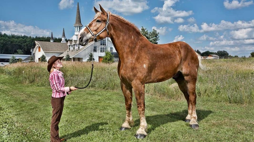 В США умерла самая высокая в мире лошадь