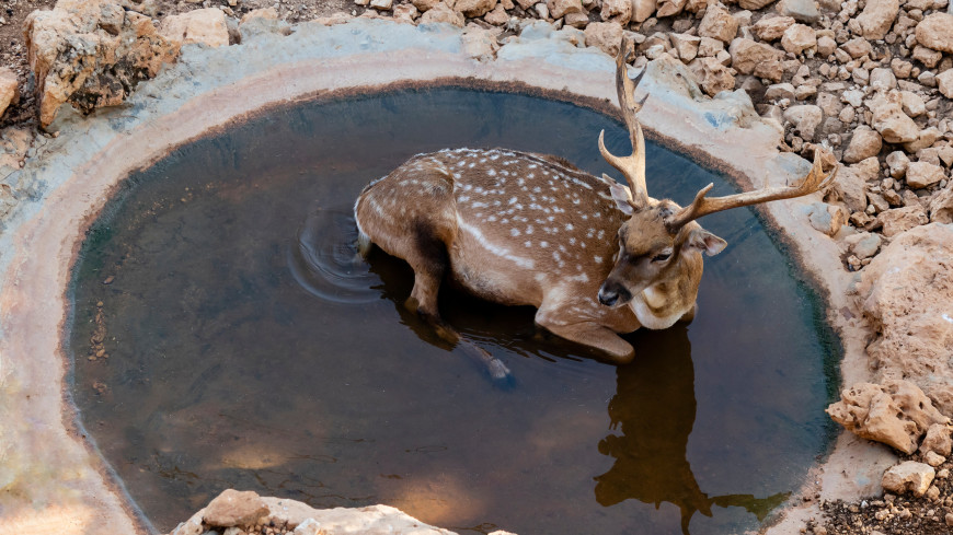 В бассейне с мороженым: как спасаются от жары звери в Калининградском зоопарке