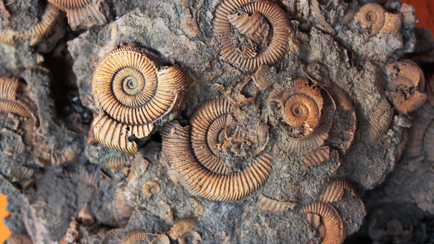 Найдены окаменелости древнейших животных на Земле