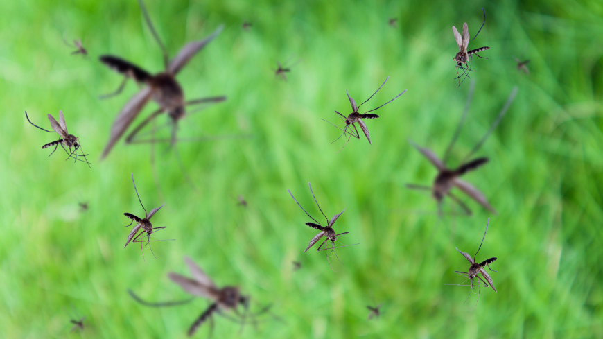 Поселок на Камчатке накрыл смерч из комаров