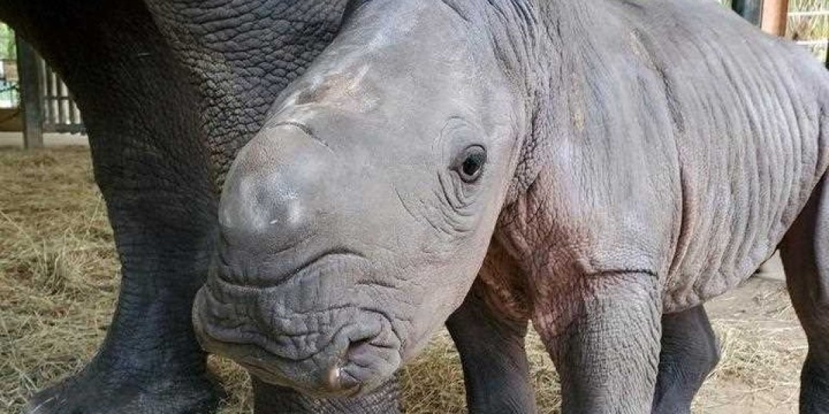 Зоопарк животные Америки. Носорог рожает человека. Появление маленького носорога в 2022 году в зоопарке СПБ. Сколько детенышей носорога родилось в 2001 году