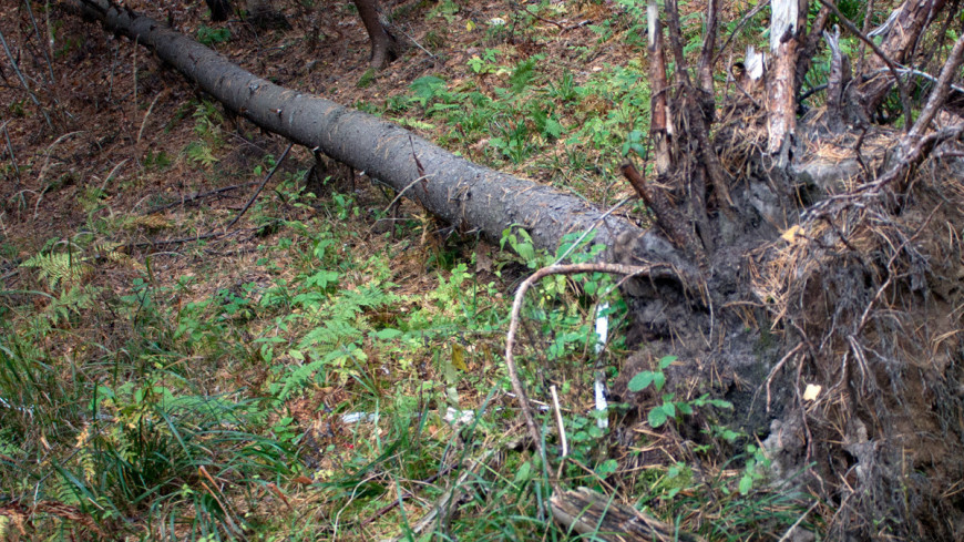 © Фото: &quot;Андрей Корыгин, «Мир 24»&quot;:http://mir24.tv/, ураган, упало дерево, дерево