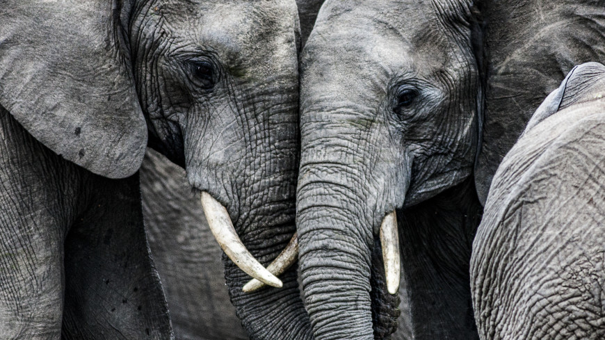 Право на свободу: американский суд получил иск от слонихи