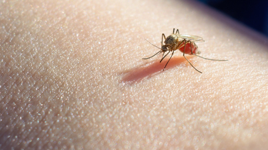 Биолог рассказал о вероятности появления полчищ комаров в Москве