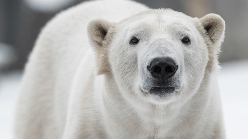 Имя для мишки: Московский зоопарк объявил конкурс на выбор имени для белого медвежонка