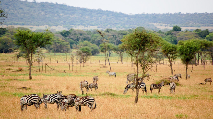 Национальные парки Танзании: достояние, гордость и ресурс для сохранения экологии