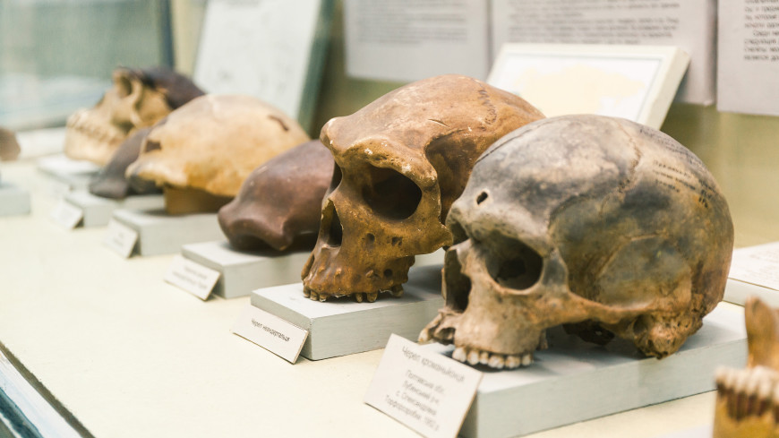 Японские ученые выяснили, когда предки людей лишились клыков