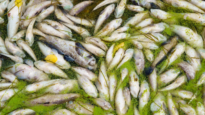ЧП в Санкт-Петербурге: в одном из каналов города массово погибла рыба