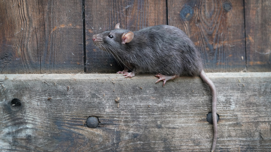 Новая пандемия вирусов SARS может прийти от крыс