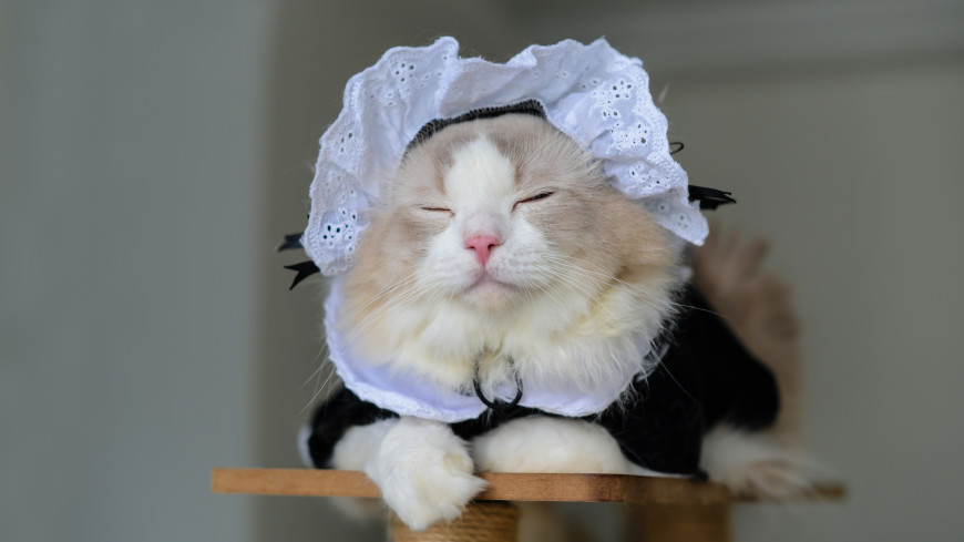 Платье для кошки и говорящий тостер: названы самые бесполезные покупки в «черную пятницу»