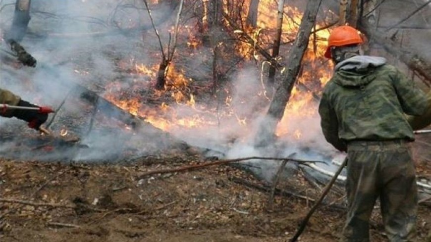 Площадь лесных пожаров в России за сутки возросла более чем в 17 раз