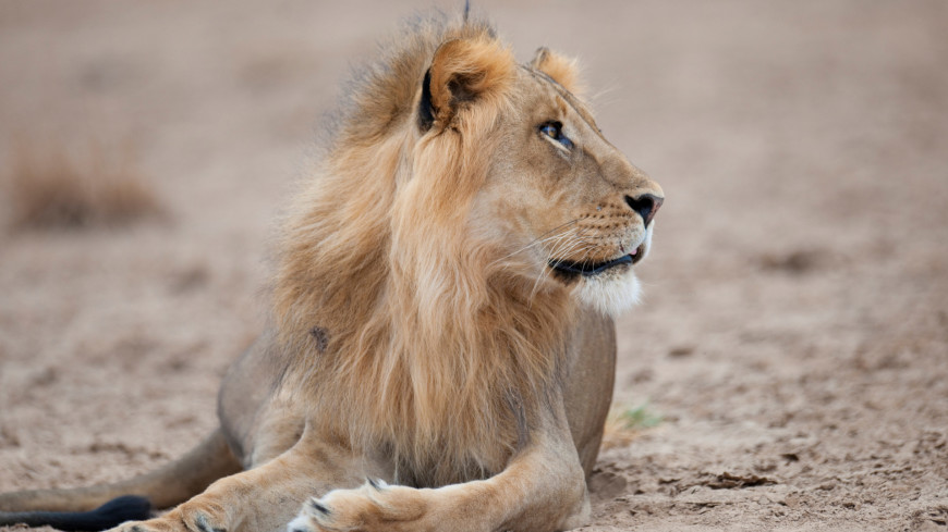 животные, млекопитающие, лев, хищник, фауна, кошка, грива, сафари, африка, дикая природа,