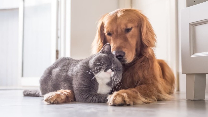 Тест: кто вам подходит – кошка или собака?