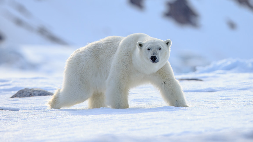 Белая медведица в якутском зоопарке отобрала квадрокоптер у оператора