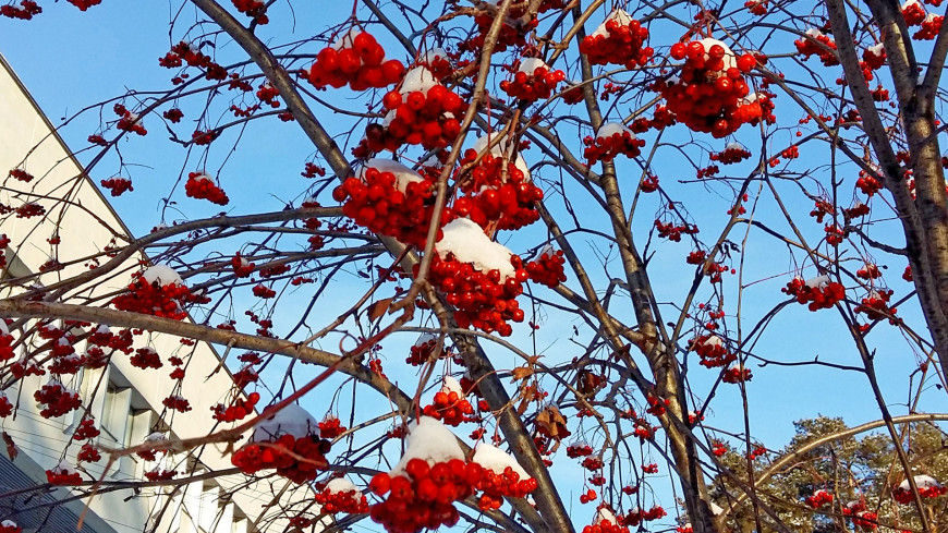 Фото: Дарья Никишина (МТРК «Мир») &quot;«Мир 24»&quot;:http://mir24.tv/, дерево, рябина, зима