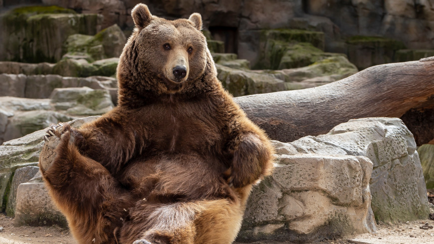 В Челябинске задержали подозреваемого в отравлении медведей в зоопарке